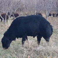 قوچ قره قزل دو دندان|حیوانات مزرعه|زنجان, |دیوار