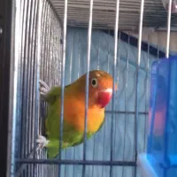 طوطی برزیلی ماده|پرنده|شیراز, کوشک میدان|دیوار