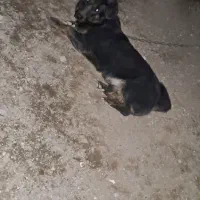 سگ پا کوتاه|سگ|تهران, خاک سفید|دیوار