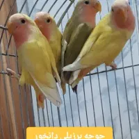 برزیلی فیشر سبز سرلاکی و معمولی هولویی دانخور|پرنده|اسدآباد, |دیوار