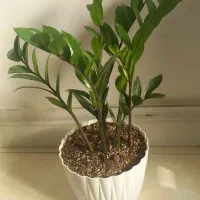 گلهای طبیعی|گل و گیاه طبیعی|سمنان, |دیوار