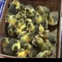 جوجه غاز ۵ روزه