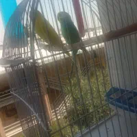 مرغ عشق