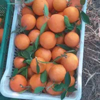 پرتقال تامسون برگی درجه یک صادراتی