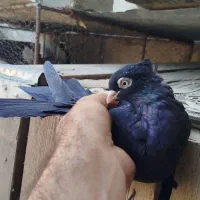 زاغ آبادانی قیل چشم نک سفید