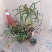 گل خانگی|گل و گیاه طبیعی|اصفهان, ارداجی|دیوار