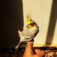 ۳ عدد عروس هلندی|پرنده|نسیم‌شهر, |دیوار