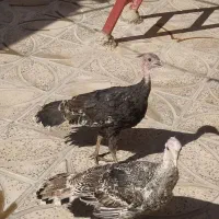 بوقلمون