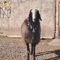 قوچ|حیوانات مزرعه|قزوین, |دیوار