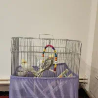 دو عدد عروس هلندی با وسایل