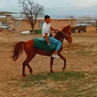 نریان نژاد کرد کاملاً رام و سواری