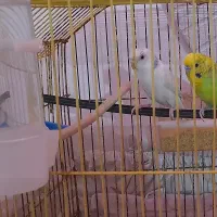 مرغ عشق  با قفس