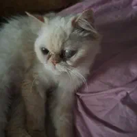 پرشین ماده سفید|گربه|رشت, کوی امام رضا|دیوار