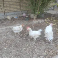 خروسک 3ماهه
