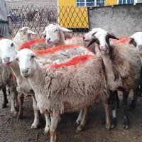 10 راس میش جوان آبستن فروشی