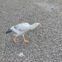 مرغ لاری|حیوانات مزرعه|بندرعباس, |دیوار