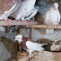 کفتر پرشی نروماده