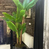 درخت موز طبیعی