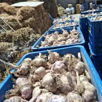سیر خشک شده تمیز سورت شده