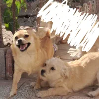 دو عدد سگ پا کوتاه فروشی