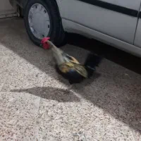 مرغ وخروس