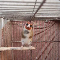 سهره سیاه سر طوقدار جوجه قفس