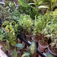 قرص کود ارگانیک|گل و گیاه طبیعی|تهران, ایوانک|دیوار