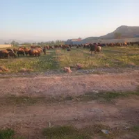 تعداد۲۵راس بره شیرمست|حیوانات مزرعه|تبریز, |دیوار