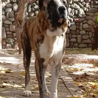 سگ الابای روسی نر قد مثبت 90ژرمن سراب قدرجونی