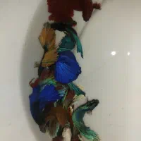 ماهی فایتر|ماهی|کرمان, |دیوار