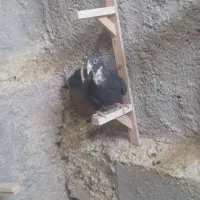 کبوتر