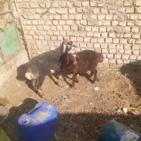 بره و بزغاله ریز|حیوانات مزرعه|نیشابور, شهید بهشتی|دیوار