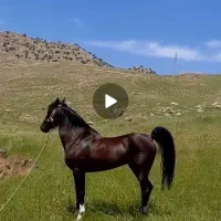 اسب شجره و شناسنامه دار|اسب و تجهیزات اسب‌سواری|کوهدشت, |دیوار
