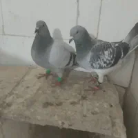 آلمانی|پرنده|تربت‌حیدریه, دیزقند|دیوار