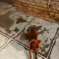 توله سگ پیت بول|سگ|ساوه, |دیوار