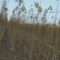 نهالستان میاندوآب