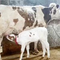 گاو تلیسه دودندان گوساله نر ۲۲کیلو شیر