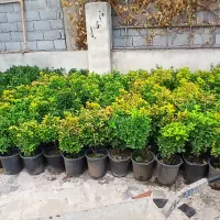 شمشاد طلایی و سبز