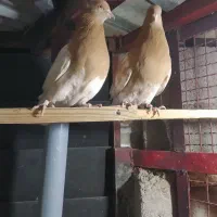 کبوتر جفتی و پرشی دم سفید سینه کله|پرنده|دماوند, دماوند|دیوار