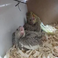 عروس هلندی نروماده به همراه جوجه|پرنده|کرج, شهرک جهان‌نما|دیوار