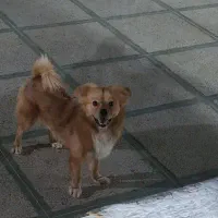 سگ گمشده