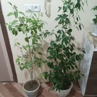 گل طبیعی بنجامین|گل و گیاه طبیعی|ارومیه, |دیوار