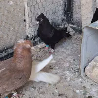 زاغ ابادانی اصیل|پرنده|مبارکه, |دیوار