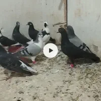 ۱۶عدد کفتر آلمانی و رنگه