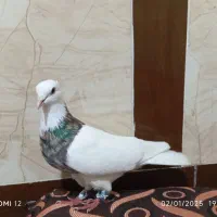 ۶عدد طوقی|پرنده|هندیجان, |دیوار