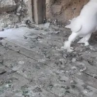 کبوتر|پرنده|فارسان, |دیوار