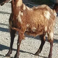 بز آبستن سر مایه