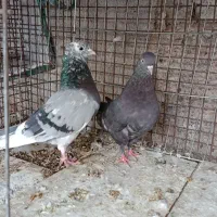 کبوتر پرشی|پرنده|بندرعباس, |دیوار