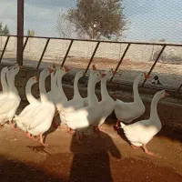 قو غاز|حیوانات مزرعه|گرگان, |دیوار