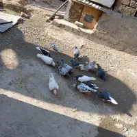 کفتر|پرنده|رباط‌کریم, شهرک صنعتی ده‌حسن|دیوار